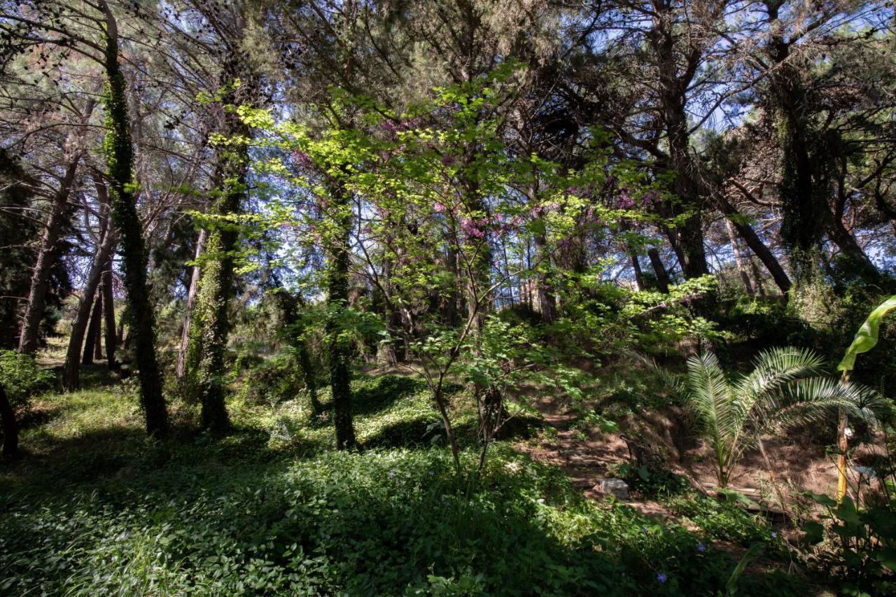 Villa Rene Κοσκινού Εξωτερικό φωτογραφία